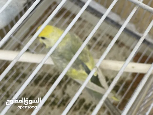 كوبيه بقلينو. كنت تحته فروخ. وشكله بي دحيه