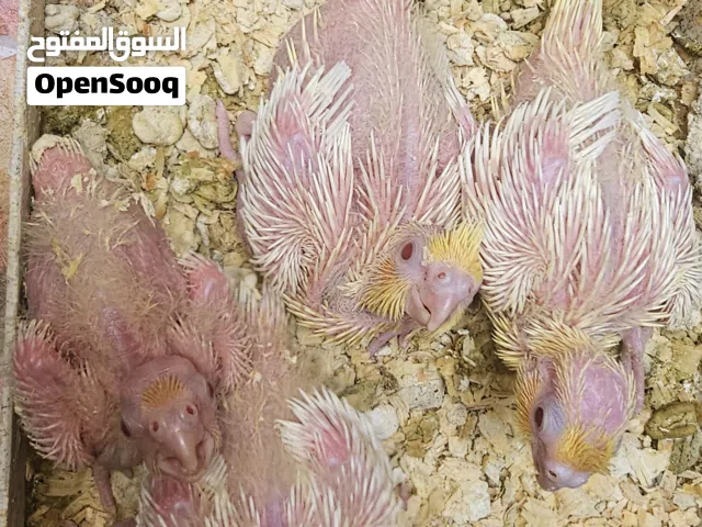 فروخ لاتينو وايزابيل وفرنساوي