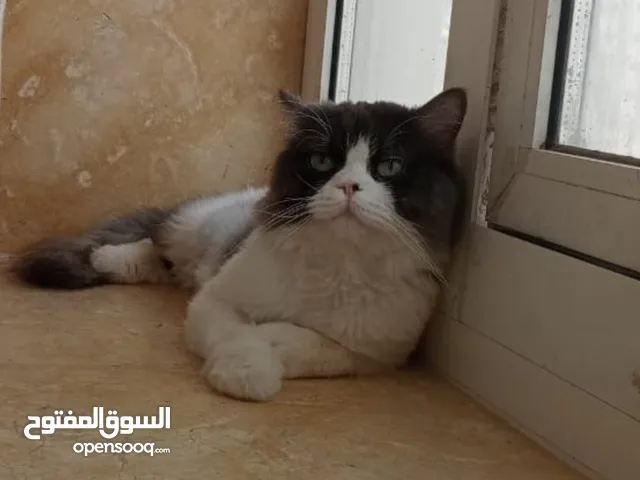 قط شيرازي 3 شهور