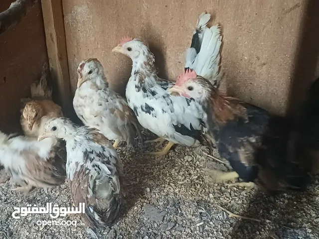 فلاليس دجاج كيني زحاف