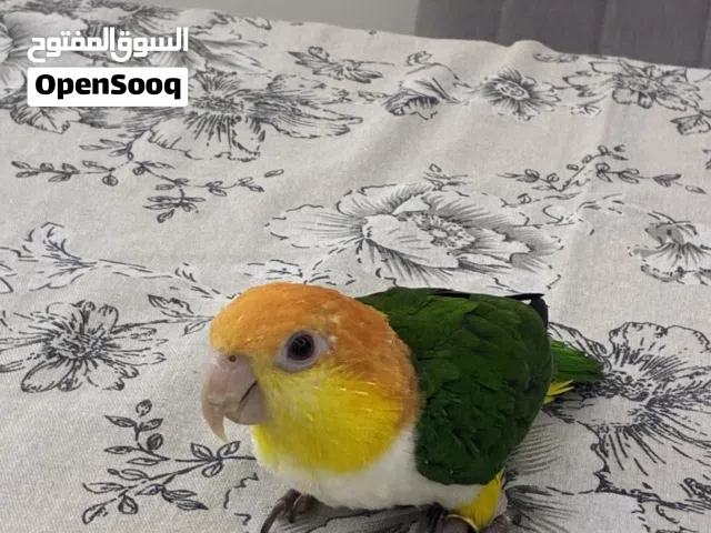 بغبغاء كايك اليف