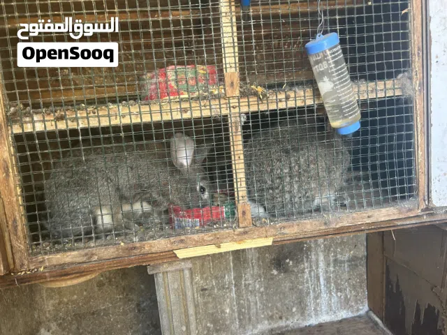 مجموعة أرانب للبيع هجاين