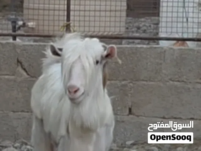 صخله فاخر من حلال الرحوب