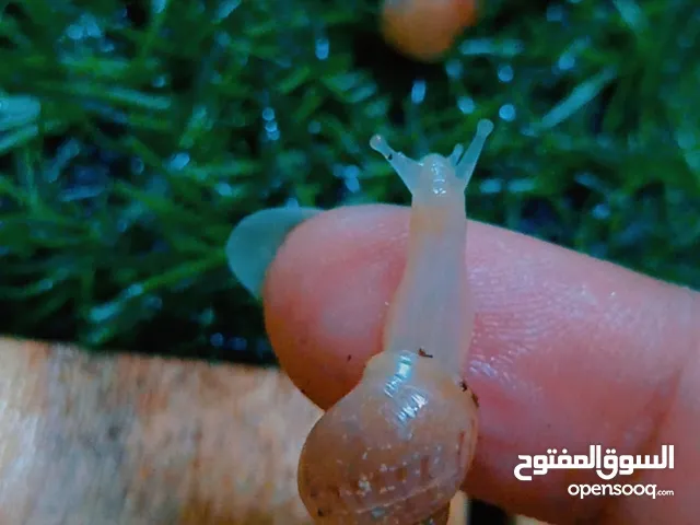 خلزونات افريقية للبيع