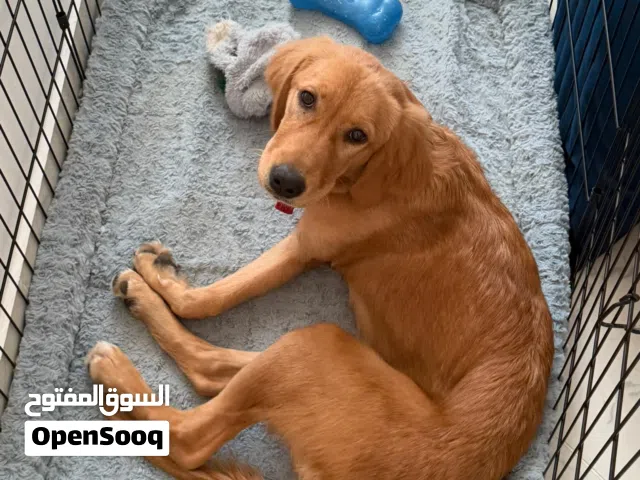 Golden retriever female