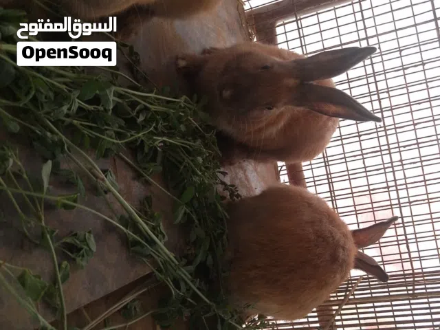 ارانب للبيع ذكور فقط