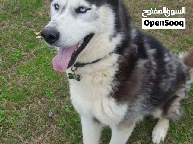 مطلوب كلب هاسكي عمرة 2اشهر الى 4اشهر الي عنده ايجيني وتس