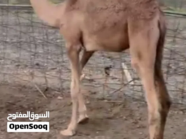 جعود حوار للبيع  ود 5 شهور