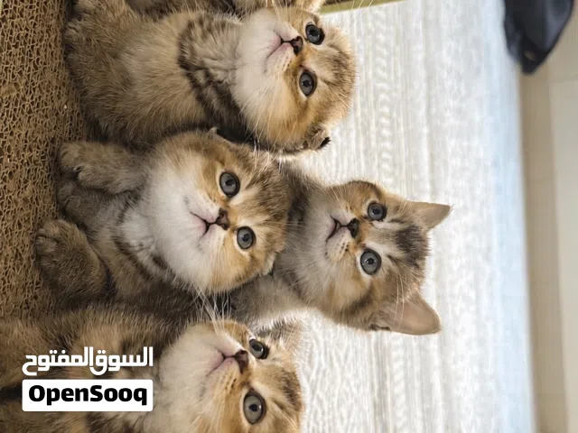 Golden British shorthairs