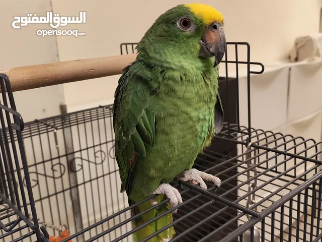 Amazon Yellow Crown, Home Grown