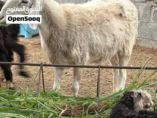 ياعده تهجين نجدي سوداني