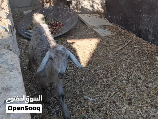 صخلاه بصلاة النبي