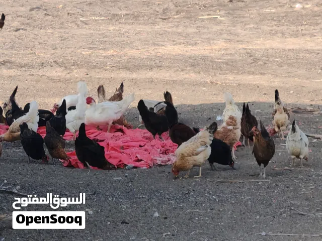 دجاج وبط وحمام للبيع وبسعر مناسب التواصل علئ الواتساب