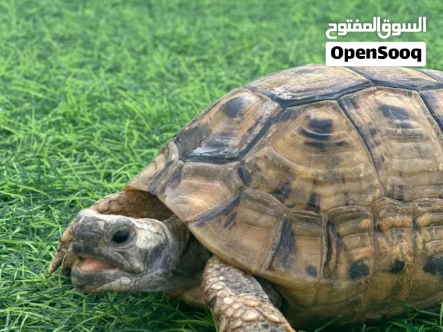 سلحفاة للبيع