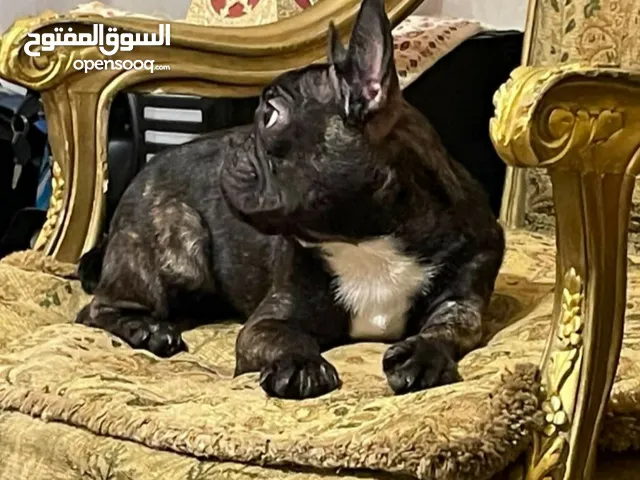 نتاية فرنش بولدج بيرندل بيور العمر سنة وستة اشهر ولدت مرة قيصرى