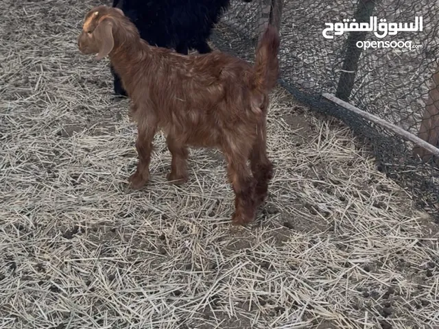 صخلات للبيع