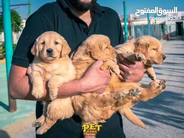 ذكور واناث جولدن ريتريفر