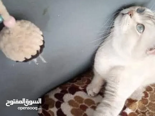 ذكر للتزاوج