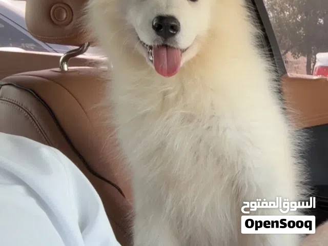 انثى سامويد