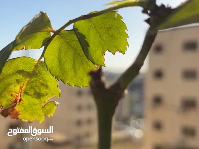 130 m2 4 Bedrooms Apartments for Sale in Amman Jabal Al Zohor