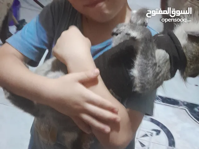 نسناس للبيع هادي
