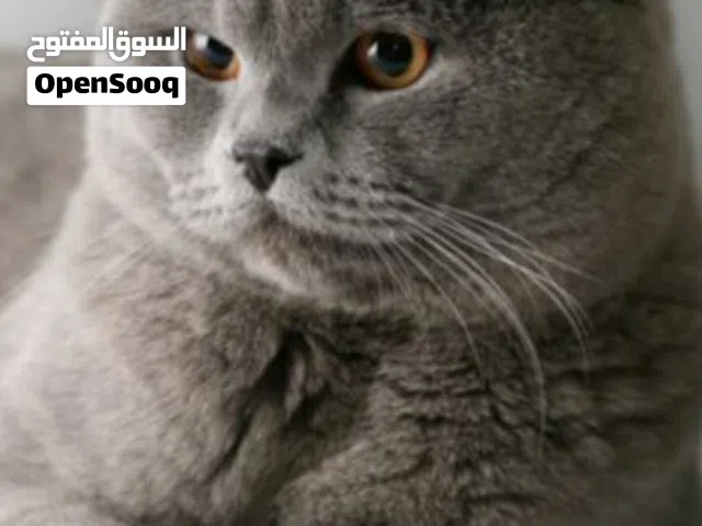 قطة نوع سكوتش فولد اليفة جدا لونها رمادية بحالة صحية جيدة جدا  معروضة بسعر مناسب