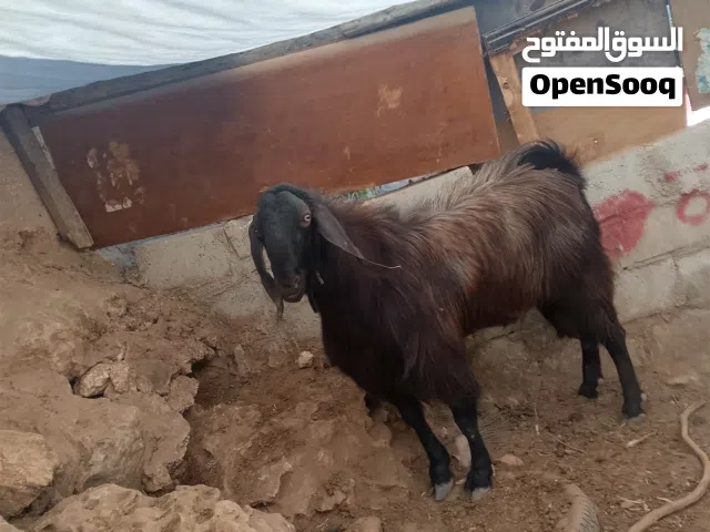 فحل تيس شغل هداد نار