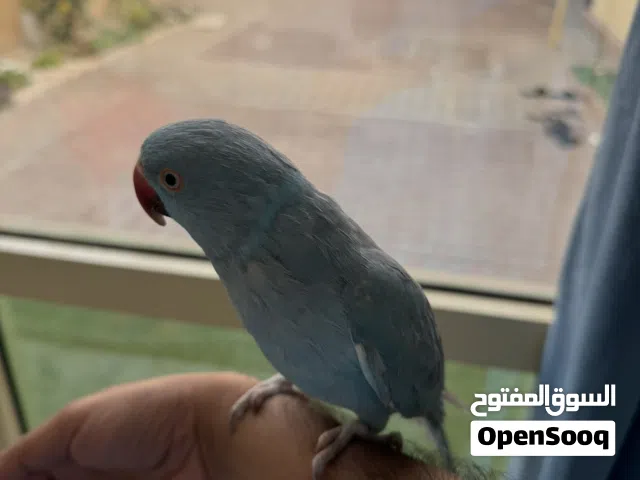 بغبغاء الليف جدا ويتكلم كم كلمه ويتعلم الكلمات بسرعه