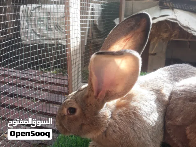 كوبيا 3/4 جامبوا سلالة الاردن اقراء الوصف