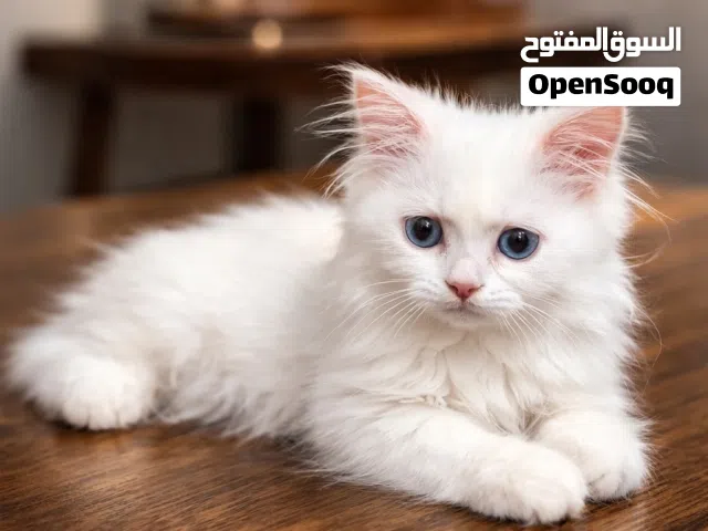 قطة شيرازية أنثى جميلة للبيع مع كامل مستلزماتها  Female Persian Kitten for Sale – With Accessories