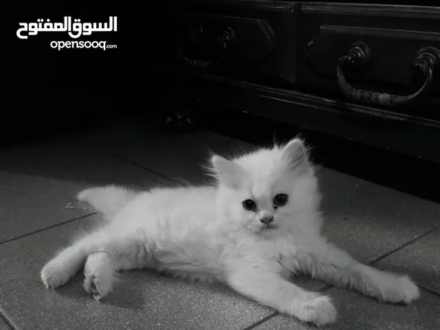Adorable 2-Month old kittens for sale - Playful and litter trained 2 Cute Kittens .