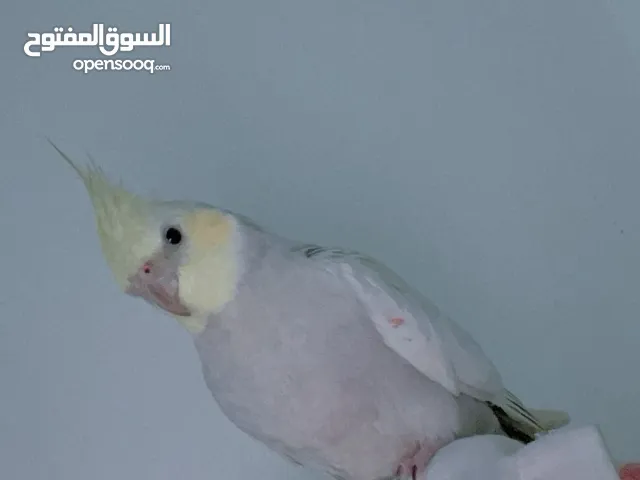 طير كوكتيل العمر سنتين