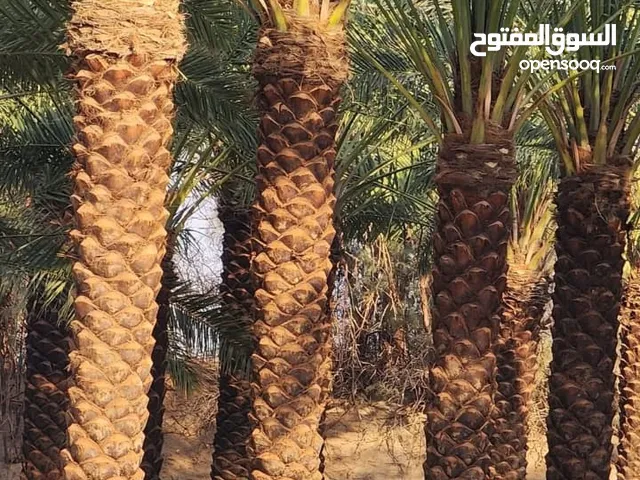 نخل للبيع مثمر وزينه