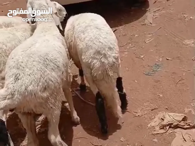 نشتري غنم ومعزة