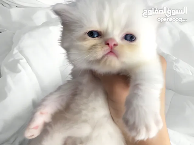 قط شيرازي ذكر ابيض عمره شهر