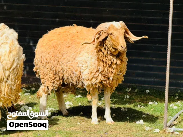 خروف للبيع العمر سنه  المكان وادي الربيع