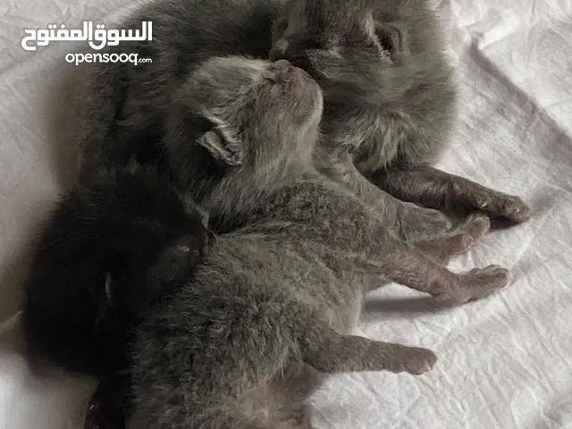 قطط كتنز للحجز الاستلام بعد الفطم