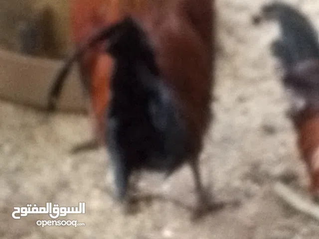 دجاج فروج عربي للبيع