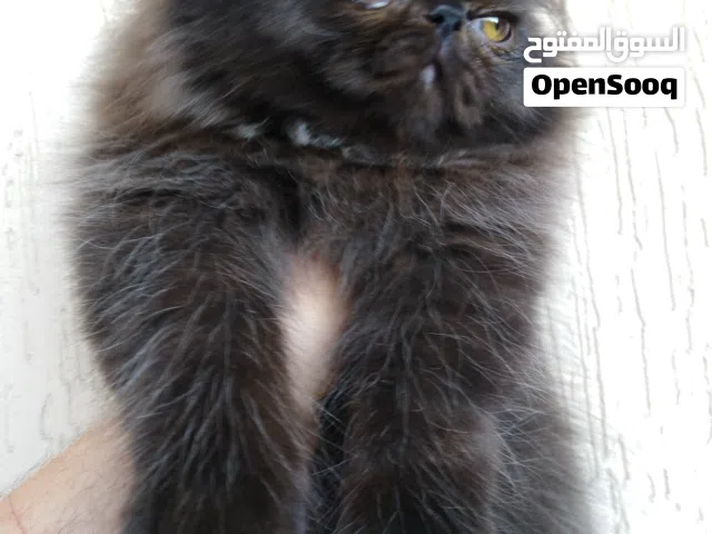 ذكر بيكي فيس