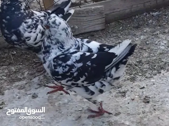 كنج الماني كشميري واصفر وابيض