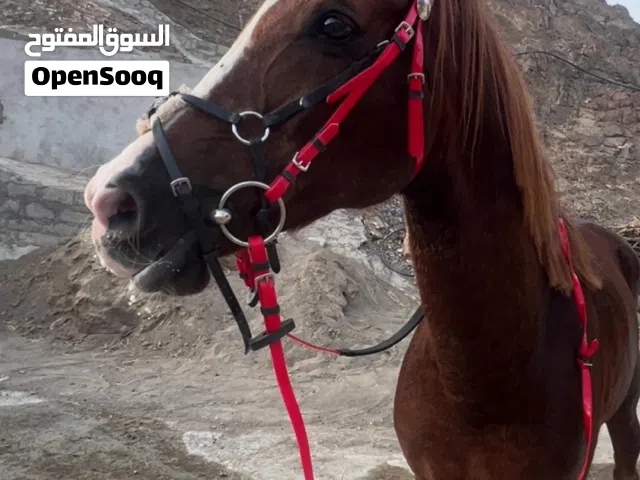 حصان مهجن للبيع او للبدل ما يناسب