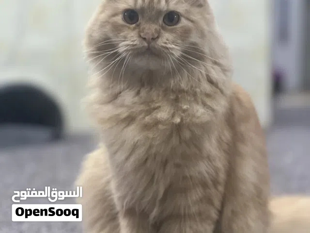 قطة نثية شيرازية طالبة تزاوج ملقحة واليفة