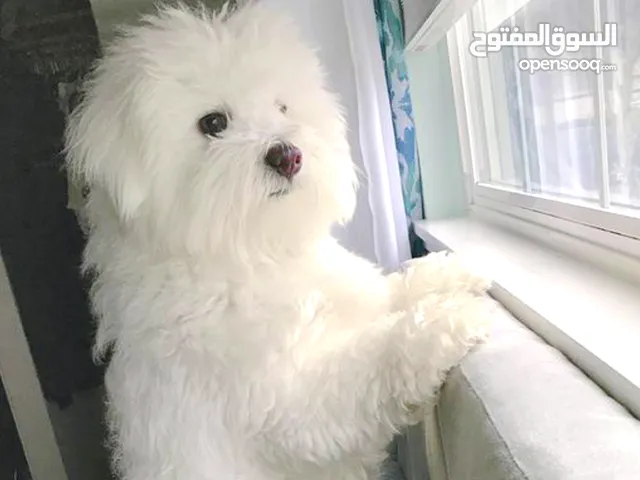 نوادر كلبة مالتيز مدربة , وجميلة مع جميع اغراضها وتطعيماتها Maltese dog, rare friendly