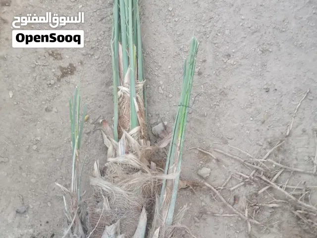 مطلوب صرم  منومه وخشكار اصفر