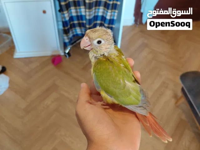 ببغاء كنيور اناناس