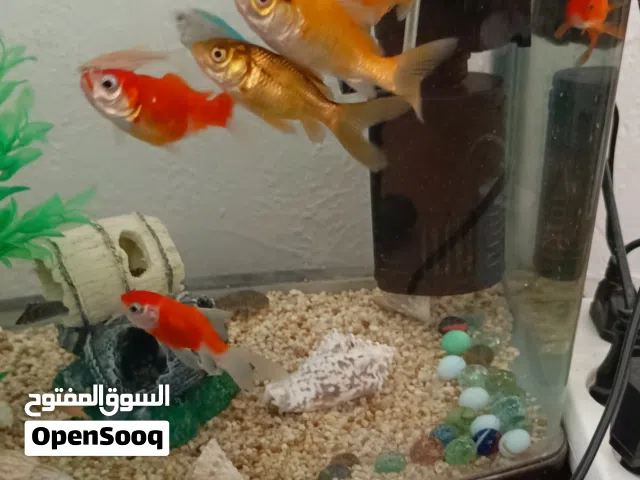 حوض سمك مع 12 سمكه تقريبا مع كامل الاغراض