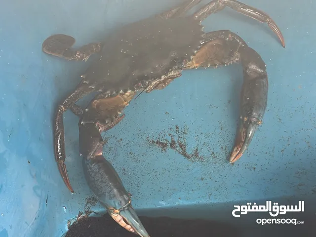 ابحث عن ونش للدوابي