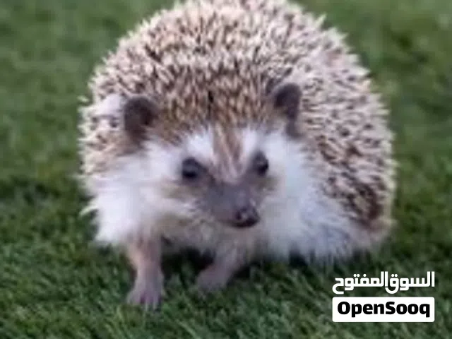 قنفود للبيع