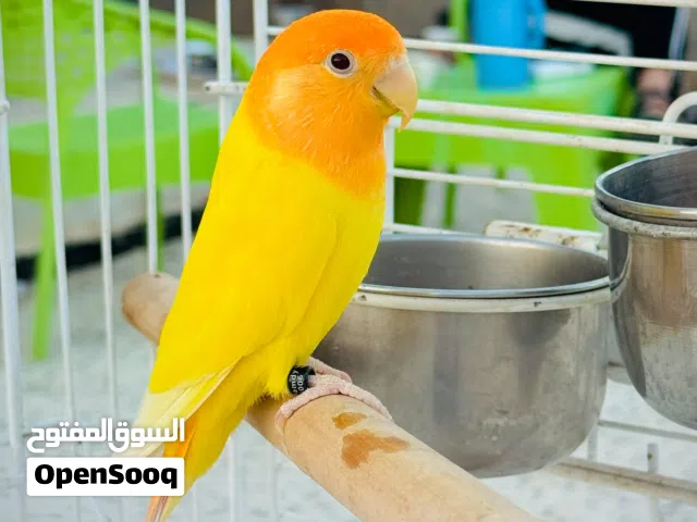 انتايه بركديلو