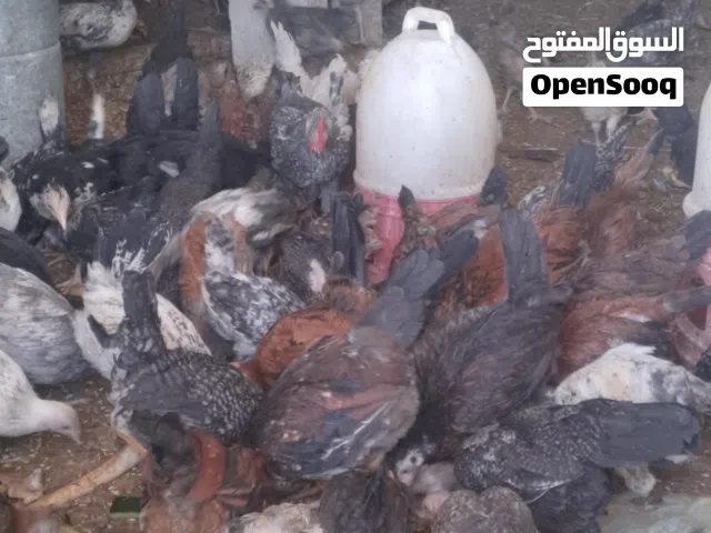فرخات وديوك للبيع